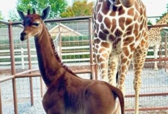 头一遭！美动物园诞生毫无斑点的长颈鹿