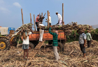 印度即将禁止砂糖出口 国际糖价恐喷涨