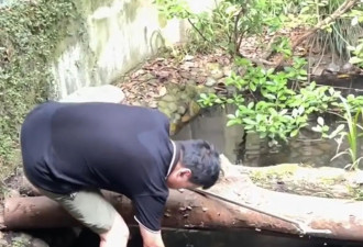 男子跳鳄鱼池帮人捡手机险遭鳄鱼攻击,动物园回应