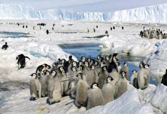 淹死或冻死：上万帝企鹅雏鸟恐死于南极冰层破裂