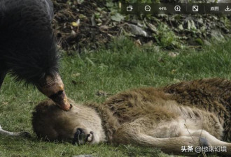 22个残酷镜头：动物的死亡时刻，绝望啊