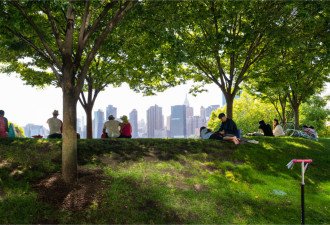 多伦多社区机构免费帮助市民采摘自家果树