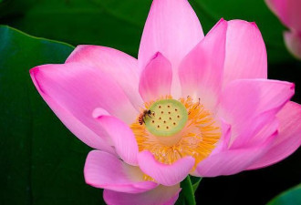 为何佛教爱用莲花，道教却爱用荷花？