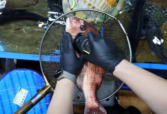 纽时：福岛核废水排海后，海鲜还能吃吗