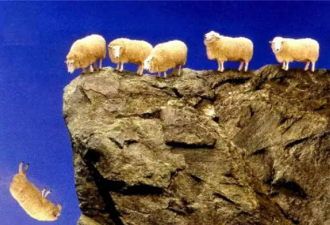 1只羊跳下悬崖 1500只羊紧随其后....