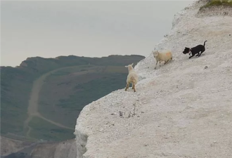 1只羊跳下悬崖 1500只羊紧随其后....