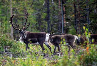 42头驯鹿“入侵”俄罗斯 普京开天价要挪威赔