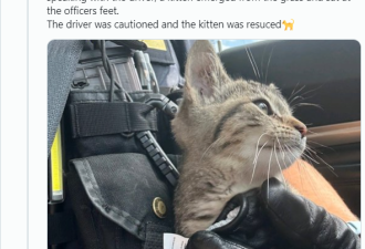 发声音寻警察自救 加国小猫咪网上走红
