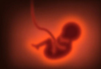 以色列科学家合成胚胎模型 与真实胚胎相差无几