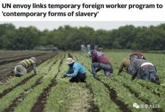 联合国：加拿大临时外劳计划是“当代奴隶制的温床”