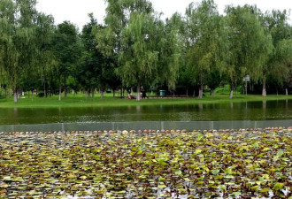 西安这个最小的湿地公园 清新脱俗的美