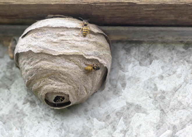 How to Remove a Wasp Nest