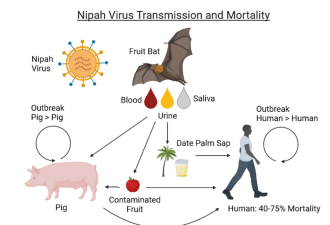 “蝙蝠病毒”侵袭南印度 治疗手段不多！已酿2死