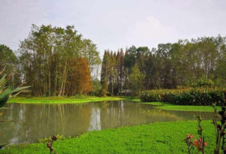 成都藏在公园里的水上森林 现实版的绿野仙踪