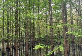 成都藏在公园里的水上森林 现实版的绿野仙踪