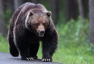 梦莲湖惊魂，2只大棕熊狂追13位登山客