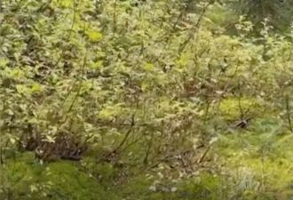 梦莲湖惊魂，2只大棕熊狂追13位登山客