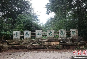 走进中国第57项世界遗产：普洱景迈山古茶林景观