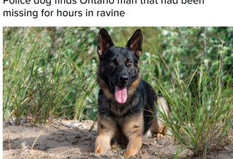 安省警犬立大功：指引警察找到被困峡谷老人