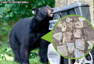 野生黑熊满肚子塑胶袋 口吐白沫被迫安乐死