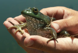 温哥华岛牛蛙泛滥，政府批准可抓、可吃