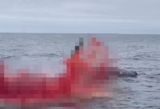 “鲸鱼爆炸”超震撼 鲜血脏器染红加州海岸