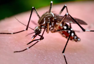 外来种入侵 今夏蚊子多又毒 “Aedes”超难对付