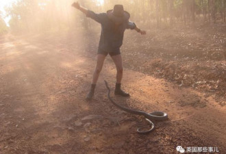 澳洲老哥每天上班穿越600只鳄鱼“围堵”，太刺激了…