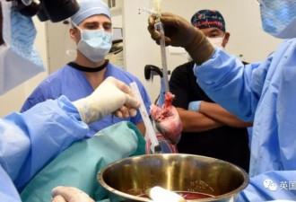 全球第二位猪心移植：58岁退伍老兵暂时成功续命