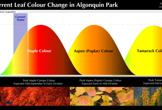 阿岗昆公园枫叶开始变色！赏枫正当时，带你进入秋天的童话