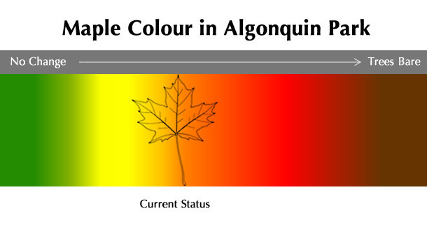 Current Maple Colour Status in Algonquin Park