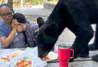 野餐突然冒出一头黑熊跳上桌大吃