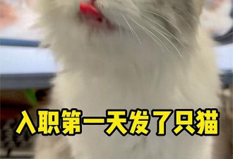 杭州公司“员工入职就送猫咪”，网友炸锅了