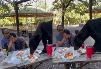母子野餐“黑熊跳上桌抢食” 冷静做法网狂赞