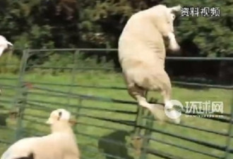 一群羊闯入温室吃掉600磅大麻嗨翻！一蹦三尺高…
