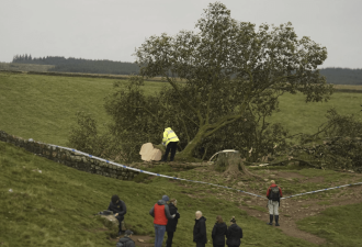 英国著名景点“罗宾汉树”被恶意砍下 少年被捕