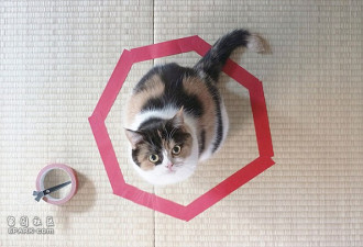 在地上画个框 居然真的能长出猫来!
