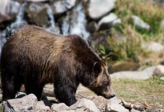 加班芙国家公园灰熊攻击游客 夫妻和爱犬都丧命