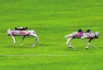 世界首次 机器狗在杭州亚运赛场搬运铁饼