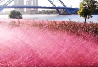 汉江边有处粉色花海 绚烂风景美如画