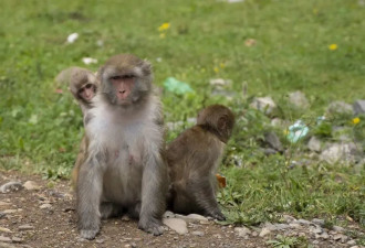 不要和中国景区的猴子打架，打输住院，打赢坐牢
