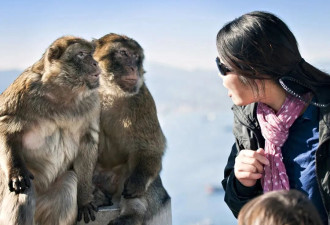 不要和中国景区的猴子打架，打输住院，打赢坐牢