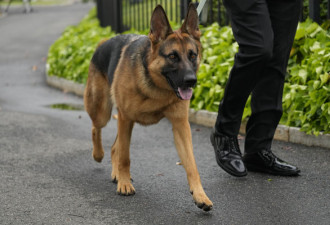 “美国第一犬”咬伤多名工作人员遭逐出白宫