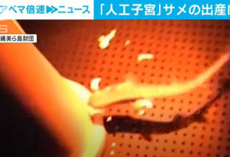 全球首例！日本团队用“人造子宫”产下鲨鱼 登上国际期刊