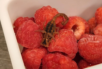小伙在多伦多常见超市水果中吃出蝎子！如果被蛰……
