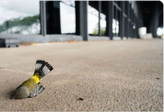 惨！近千只鸟撞上芝加哥展览中心 遍地鸟尸