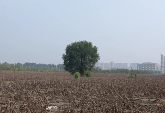 “洪水发生一个月后，我去了涿州，拍到这些照片”