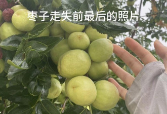 华人前院枣树被摘秃 疑2华女半夜作案