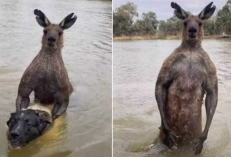 营救被狭持爱犬 澳洲男子下水与袋鼠搏斗