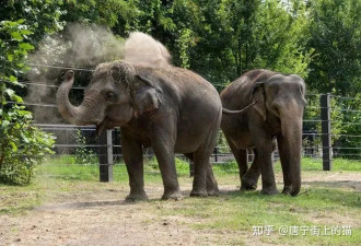 美动物园大象猝死 园方：因狗闯入受到惊吓